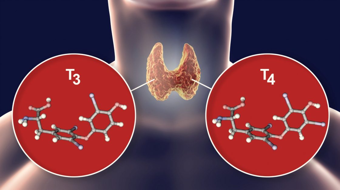ثلاثي يود الثيرونين (T3) وظائفه وتحليله وما يدل عليه في صحة الجسم