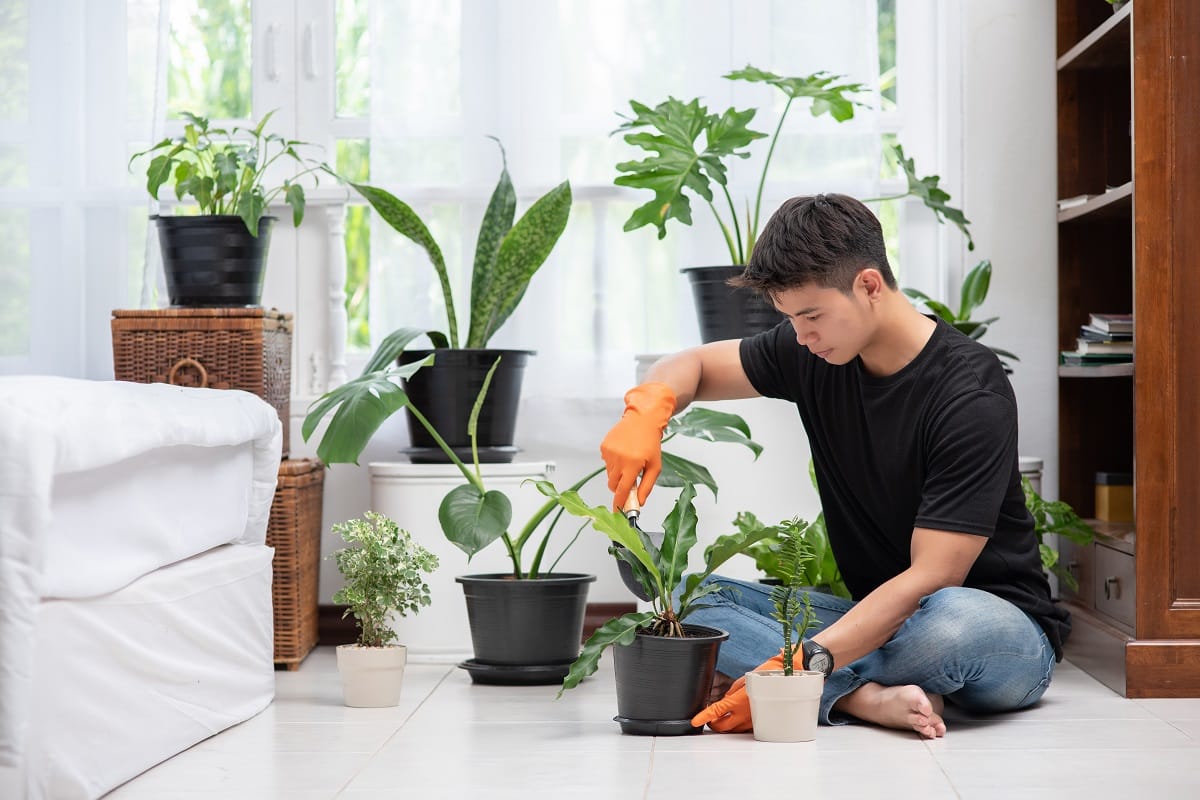 خطوات المحافظة على النباتات المنزلية
