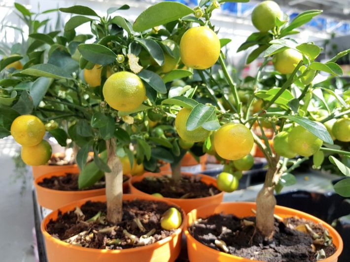 كيفية زراعة الليمون