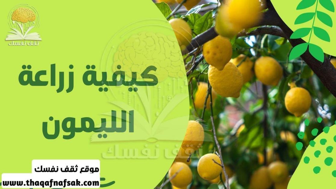 كيفية زراعة الليمون
