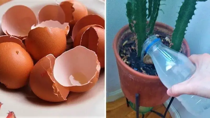 ماء قشر البيض للنباتات