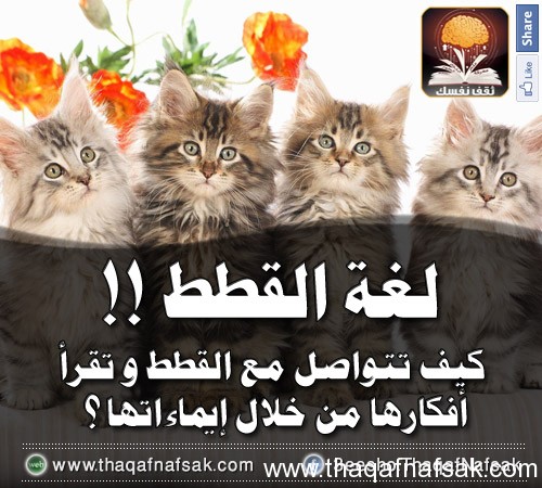 لغة القطط www.thaqafnafsak.com