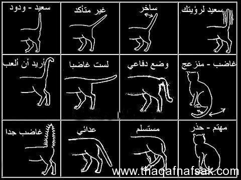 لغة القطط www.thaqafnafsal.com