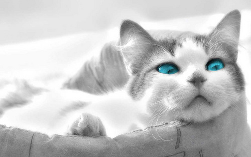 Beautiful-Blue-Eyes-cats-16249915-500-313