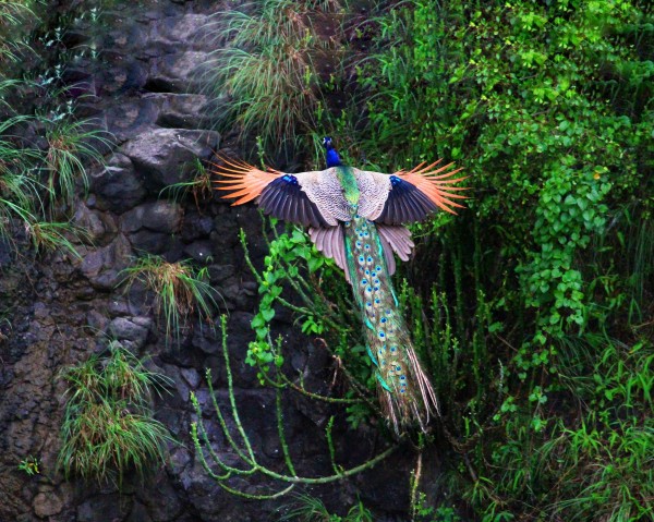 أفضل صور للطيورالطاووس الهندي 2013، ثقف نفسك 2
