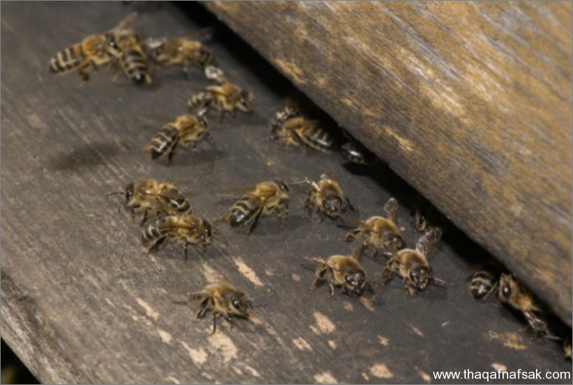 النحل- ثقف نفسك 10