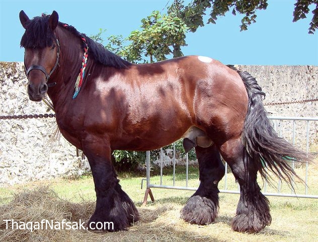 أكبر حصان في العالم