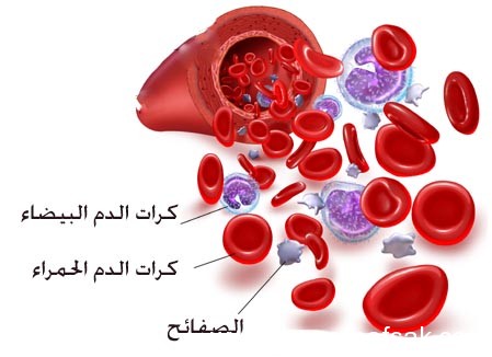 فصائل الدم ، ثقف نفسك 3